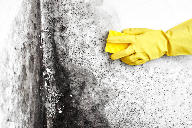 Best Post-Flood Mold Remediation in Gainesville, TX