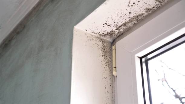 Best Post-Flood Mold Remediation in Gainesville, TX