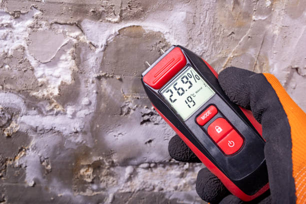 Best White Mold Remediation in Gainesville, TX