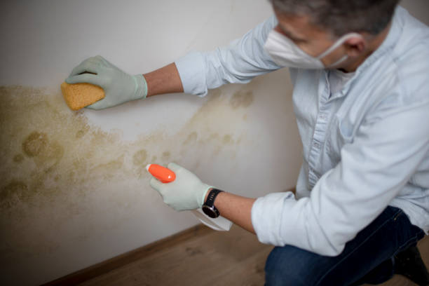 Trusted Gainesville, TX Mold Remediation Experts