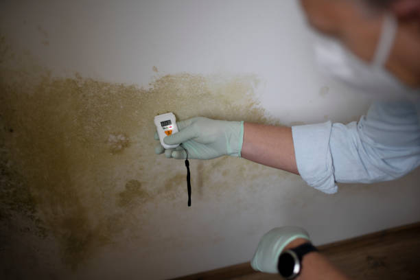 Best HVAC Mold Remediation in Gainesville, TX