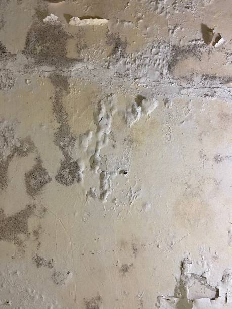 Best Insurance-Related Mold Remediation in Gainesville, TX