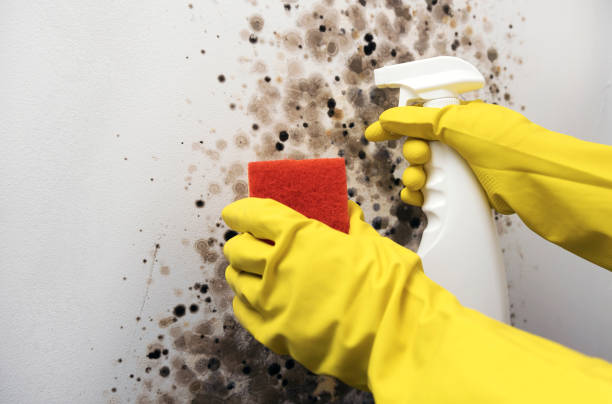 Best Residential Mold Remediation in Gainesville, TX