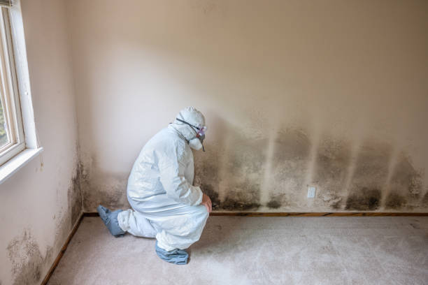 Best Basement Mold Remediation in Gainesville, TX