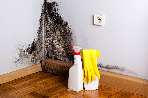 Best Black Mold Remediation in Gainesville, TX