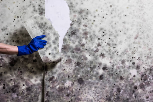 Best Attic Mold Remediation in Gainesville, TX