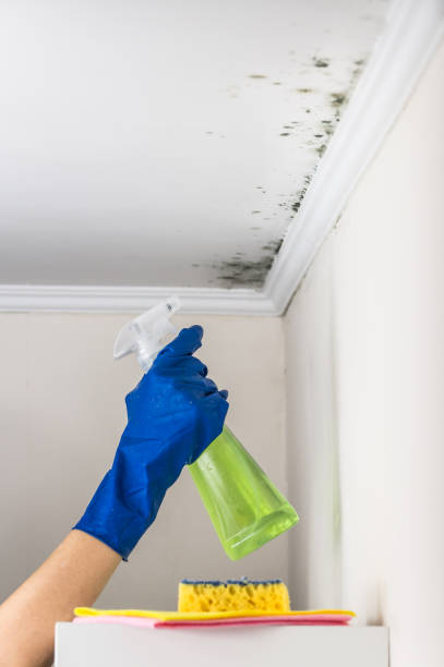 Best Bathroom Mold Remediation in Gainesville, TX