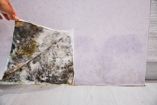 Best Residential Mold Remediation in Gainesville, TX
